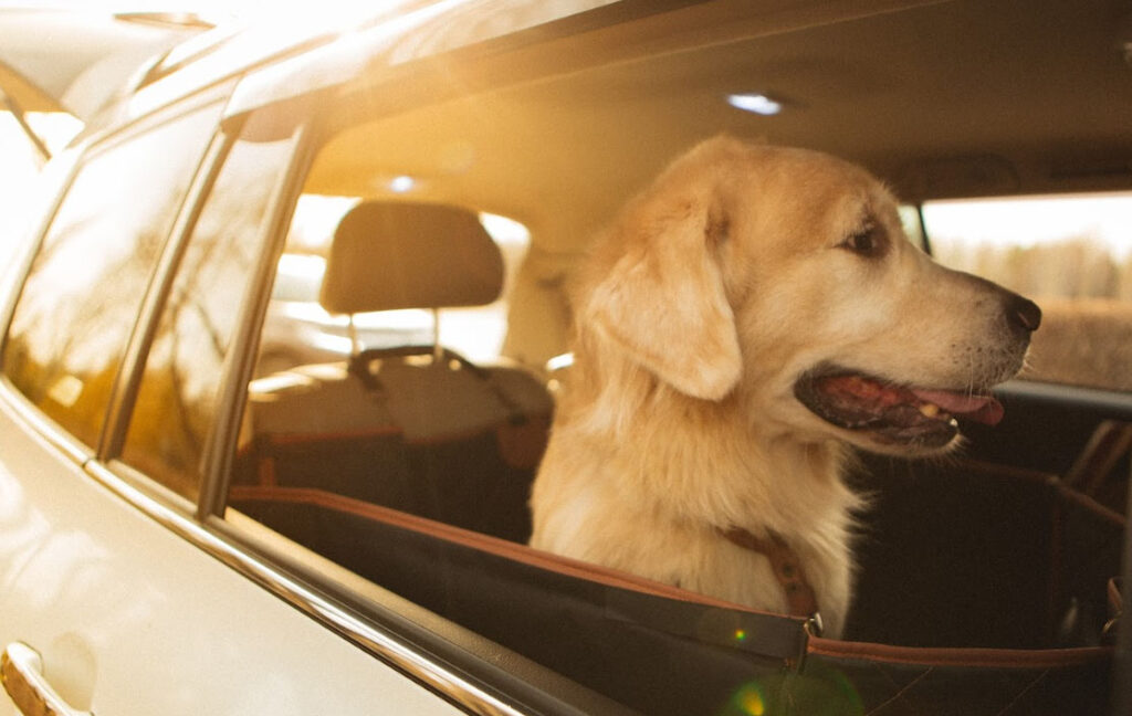 car dog hammock