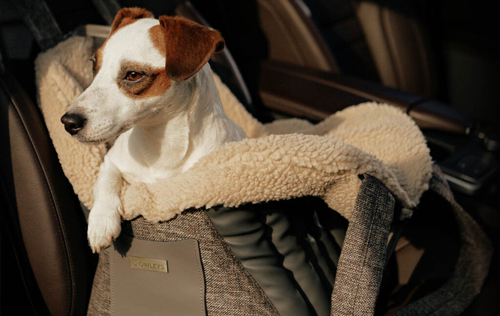 backpacks to carry dogs